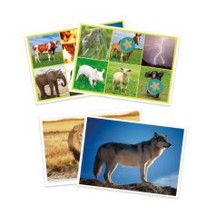 Az állatok és a természet hangjai