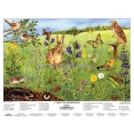 A mező életközössége fixi tanulói munkalap 