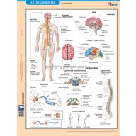 Az idegrendszer fixi tanulói munkalap 