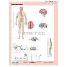 Az idegrendszer fixi tanulói munkalap 