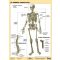 Az emberi csontváz fixi tanulói munkalap