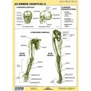 Az emberi csontváz fixi tanulói munkalap