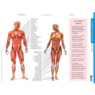 Az emberi vázizomzat fixi tanulói munkalap