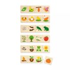 Fejlődés képsorozat