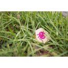 Bogár kereső fajáték